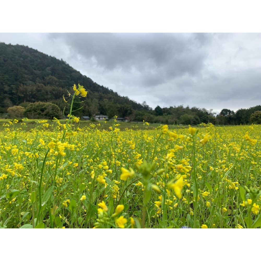 「2024雙連埤山里吉市-油菜花節」　3/9-3/10邀您來趕集